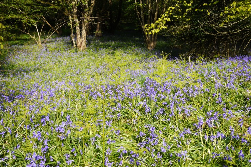 Bluebells